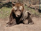 Plzeská zoologická zahrada pila o medvda Pitu. Kvli zdravotním potíím ho...