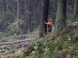 Na Je�t�du za�alo kácení kv�li nové sjezdovce.