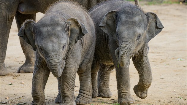 Slon princezny mete sledovat kad den od 12 hodin v online penosu na webu Zoo Praha