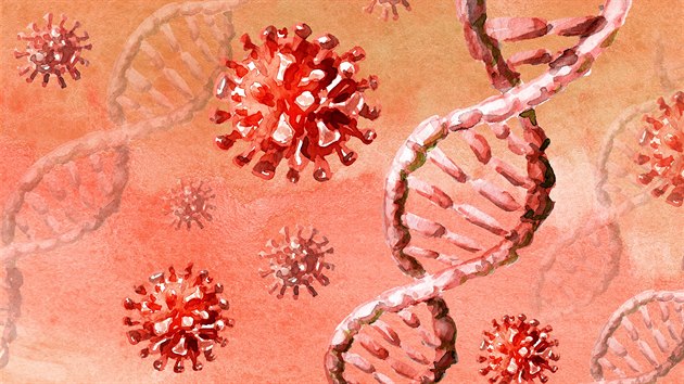 Lidské buňky dokážou měnit genetickou informaci koronaviru SARS-CoV-2. Snaží se virus zlikvidovat a ten se brání tím, že se začne měnit. A může pak vzniknout „hodnější“ typ koronaviru, nebo naopak nebezpečnější forma.