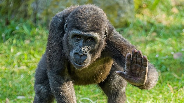 Ajabu ve venkovním výběhu, který si gorily rády užívají za pěkného podzimního počasí. 