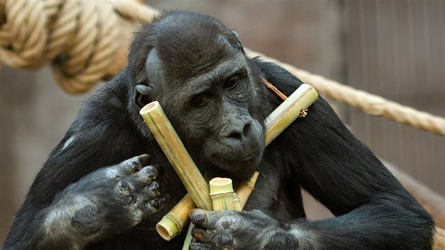 Gorilím návštěvníci opravdu chybí, rádi je pozorují, proto se je chovatel naží maximálně zabavit. Na snímku sameček Nuru 