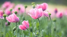 Kvetoucí makové pole