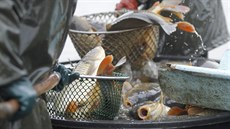Výlov rybníka v Novém Veselí. Obvykle práv jím zaíná rybám podzimní sezona výlov. Snímek je z roku 2020, kdy rybái museli pi výlovu nosit rouky.