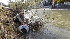 Rybái vypustili do eky Bevy v úseku nedávno otráveném kyanidy dalí tisíce...