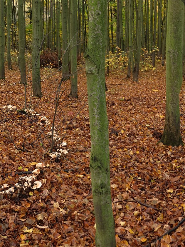 Podzimní houbové kruhy v lese.