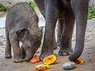 V Zoo Praha jsou dýn oblíbené hlavn u slon indických. Dosplé samice u...