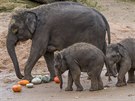 Chovatelé slonm dýn schovávají na rzná místa ve výbhu. (Zoo Praha)