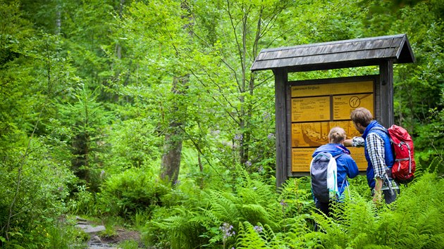 Bavorsk les nabz adu monost lesn turistiky.