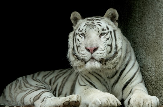 Liberecká zahrada musela uspat bílého tygra Parida.