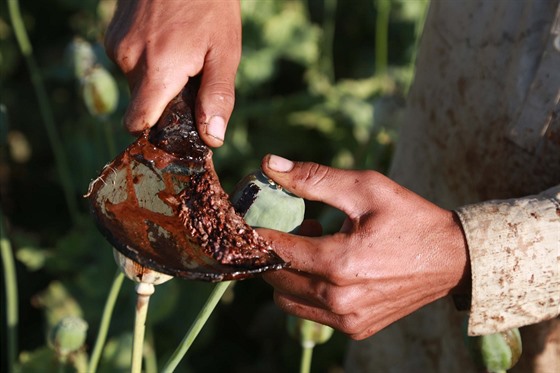Sklizeň šťávy z nezralých makovic v Afghánistánu