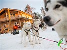 Psí speení ve vesnice Santy Clause ve finském Rovaniemi
