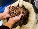 Kakaov� boby objedn�vaj� v Chocolate Hill nap��klad v Peru a Tanzanii, kde maj�...