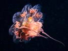 Medúzy ahavé se s oblibou pohybují v chladných arktických vodách a potkat je...