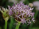 esnek Christophv (Allium christophii) zajímavý svým stíbit fialkovým...