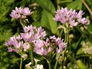 esnek jednolistý (Allium unifolium) je na zahradách také k vidní. Pírodní...
