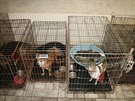 Policie a veterin��i nalezli v rodinn�m dom� na Kr�lov�hradecku mnoho ps� (26....