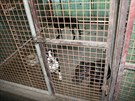 Policie a veterin��i nalezli v rodinn�m dom� na Kr�lov�hradecku mnoho ps� (26....