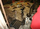 Policie a veterinái nalezli v rodinném dom na Královéhradecku mnoho ps (26....