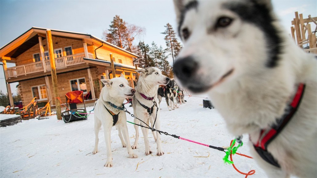 Psí sp�e�ení ve vesni�ce Santy Clause ve finském Rovaniemi