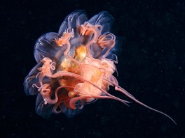 Medúzy ahavé se s oblibou pohybují v chladných arktických vodách a potkat je...