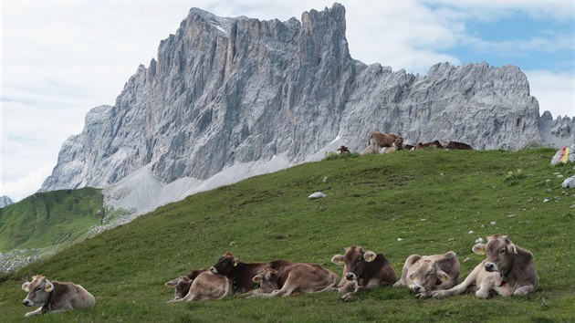 Horskou idylku dokreslují pasoucí se krávy.