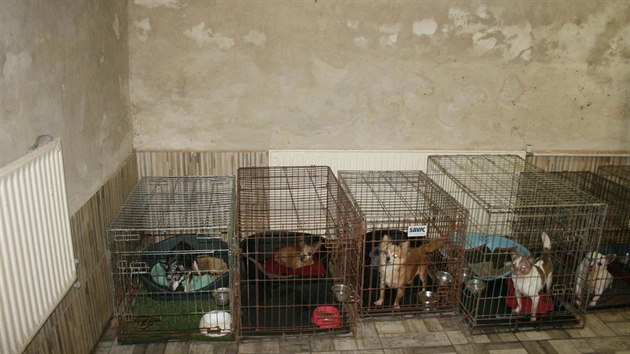 Policie a veterin��i nalezli v rodinn�m dom� na Kr�lov�hradecku mnoho ps� (26. 10. 2020).