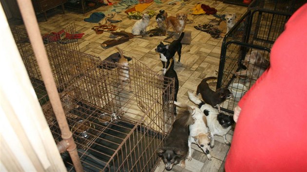 Policie a veterináři nalezli v rodinném domě na Královéhradecku mnoho psů (26. 10. 2020).