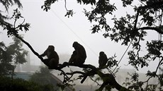 Tisíce opic vzaly útokem indické msto imla. Primáti tam útoí na místní...