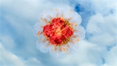 Prom�ny podob talí�ovky obrovské jsou fascinující, ka�dopádn� umí vypadat jako...