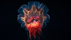 Jmenuje se talí�ovka obrovská (Cyanea capillata), setkat se m��ete i s...