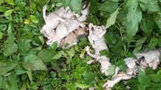 Na Kolínsku nkdo utopil deset tat. Policie hledá viníka.