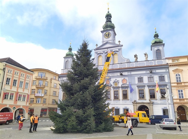 Kavkazskou jedli nyní eká zdobení, na námstí vydrí do ledna.