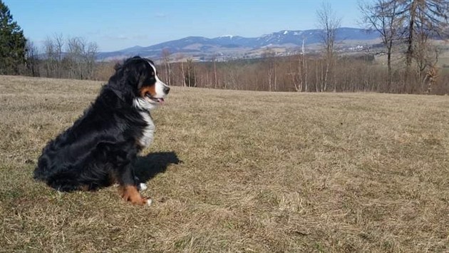 Fena Bella se pipravovala na mateské povinnosti.