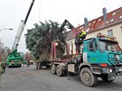 Leton karlovarsk vnon strom ped hotelem Thermal je ticet let star a...