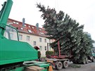 Leton karlovarsk vnon strom ped hotelem Thermal je ticet let star a...