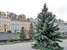 Leto�n� karlovarsk� v�no�n� strom p�ed hotelem Thermal je t�icet let star� a...