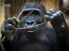 Gorila pi krmení (10. listopadu 2020)