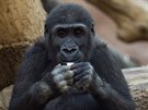 Gorila pi krmení (10. listopadu 2020)