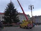 Na libereck� n�m�st� p�ivezli v�no�n� strom