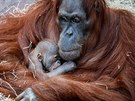 Orangutaní rodin pln vyhovuje, e mají kvli uzavené zoo expozici sami pro...