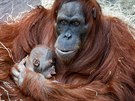 Orangutaní rodin vyhovuje, e má díky uzavené zoo v pavilonu absolutní klid....