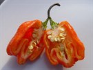 Odrda chilli papriek Trinidad Moruga Scorpion je druhou nejplivj na...