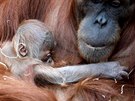 Orangutaní samice Mawar s dvoudenním mládtem