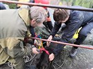 Pes se zítil do prrvy na Ostai, ven mu pomohli hasii (17. 11. 2020).