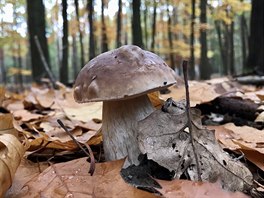 Listopadové houbaení v Brdech je prý úasný záitek. Letoní sezóna pro m...