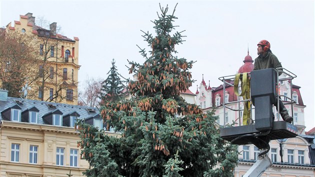 Leton karlovarsk vnon strom ped hotelem Thermal je ticet let star a patnct metr vysok stbrn smrk, kter stval v Majakovskho ulici.