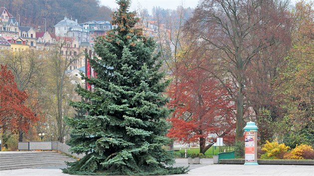Letošní karlovarský vánoční strom před hotelem Thermal je třicet let starý a patnáct metrů vysoký stříbrný smrk, který stával v Majakovského ulici.