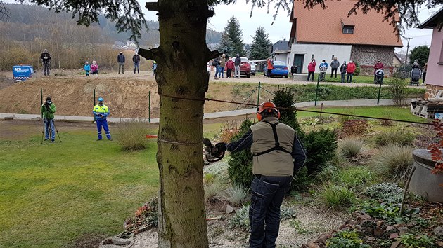 Leton vnon nmst Republiky v Plzni bude zdobit jedle. Pes 60 let rostla v Kaezu na Rokycansku. (12. 11. 2020)