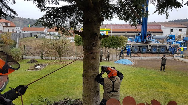 Leton vnon nmst Republiky v Plzni bude zdobit jedle. Pes 60 let rostla v Kaezu na Rokycansku. (12. 11. 2020)